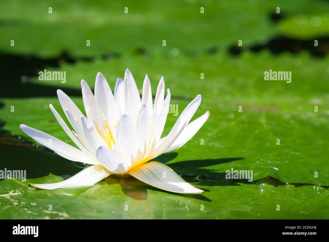 An European white water lily surrounded by some large green leaves Stock Photo