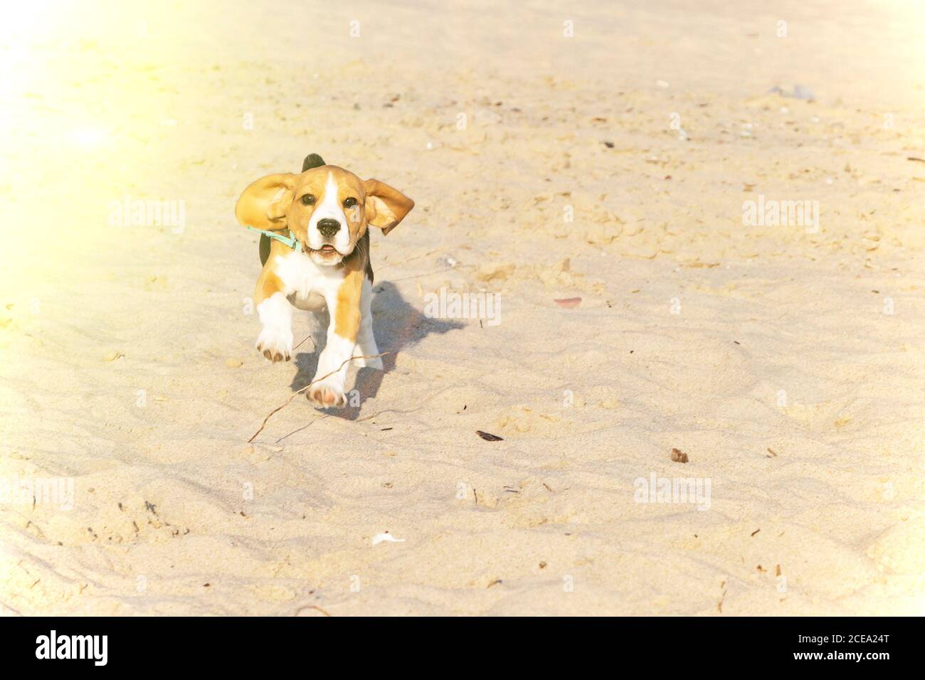 Beagle puppy running on the sea beach. Stock Photo