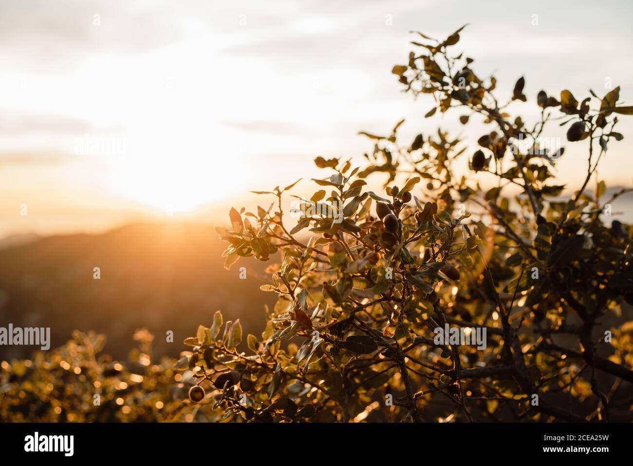 Twigs and leaves of small shrub on blurred background of wonderful sundown sky in amazing countryside Stock Photo