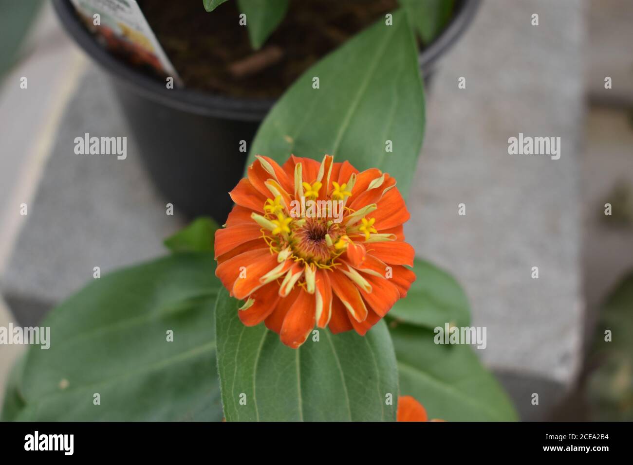 Orange and yellow zinnia flower in garden Stock Photo