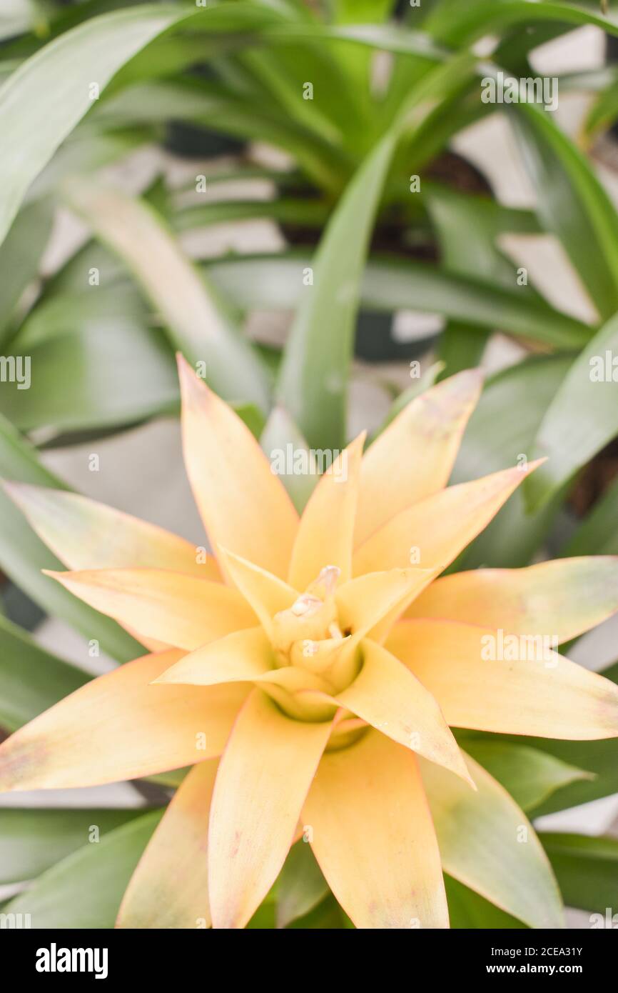 Yellow bromeliad flower Stock Photo