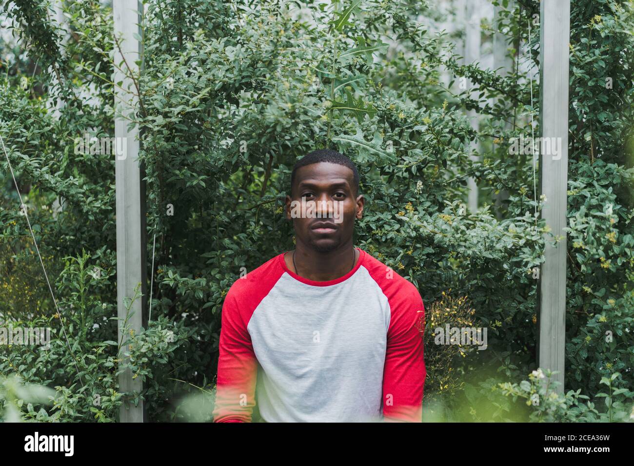 Handsome African-American man standing at bushes Stock Photo