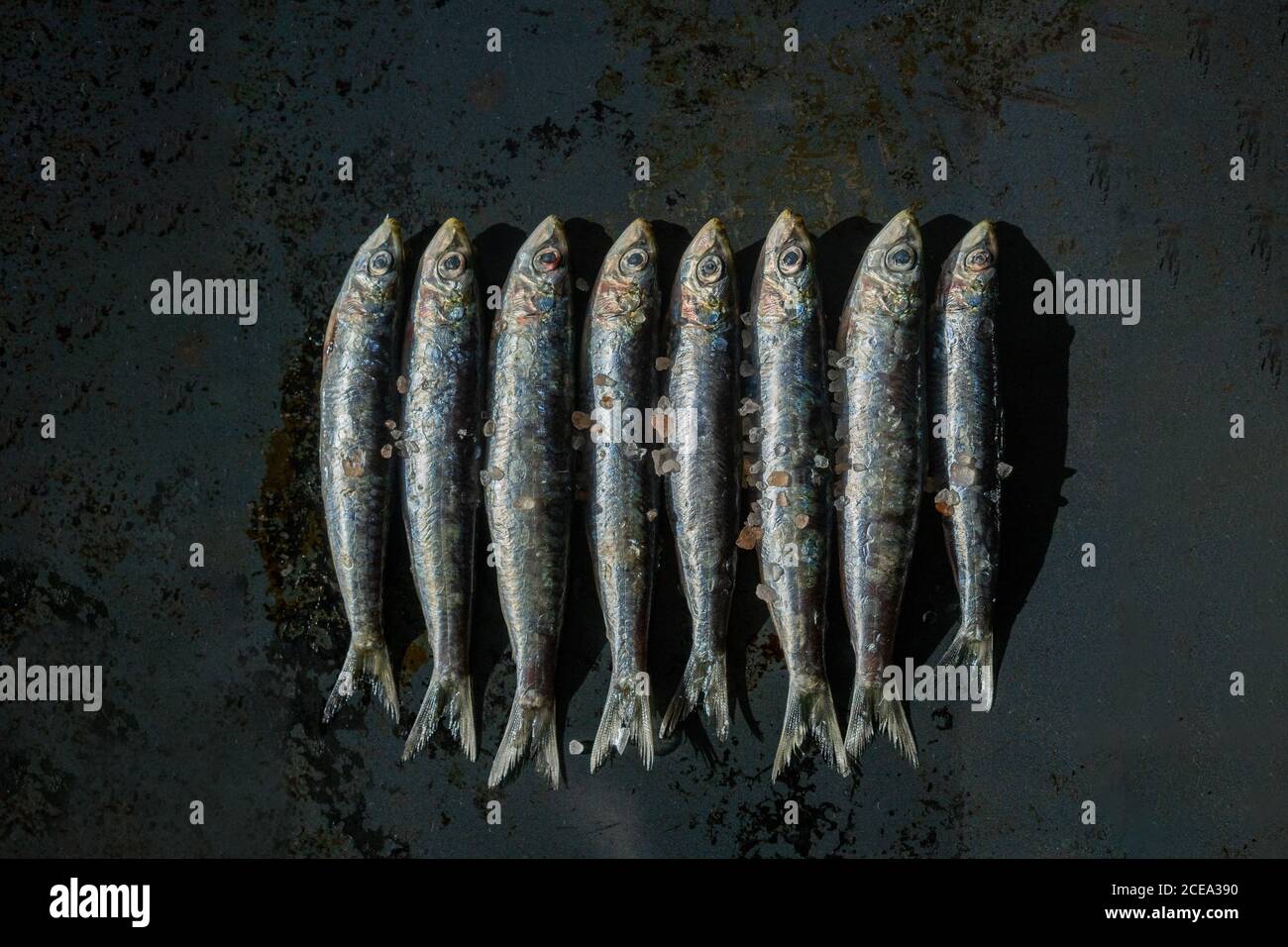 Bunch of fresh salty anchovies lying in line on black background Stock