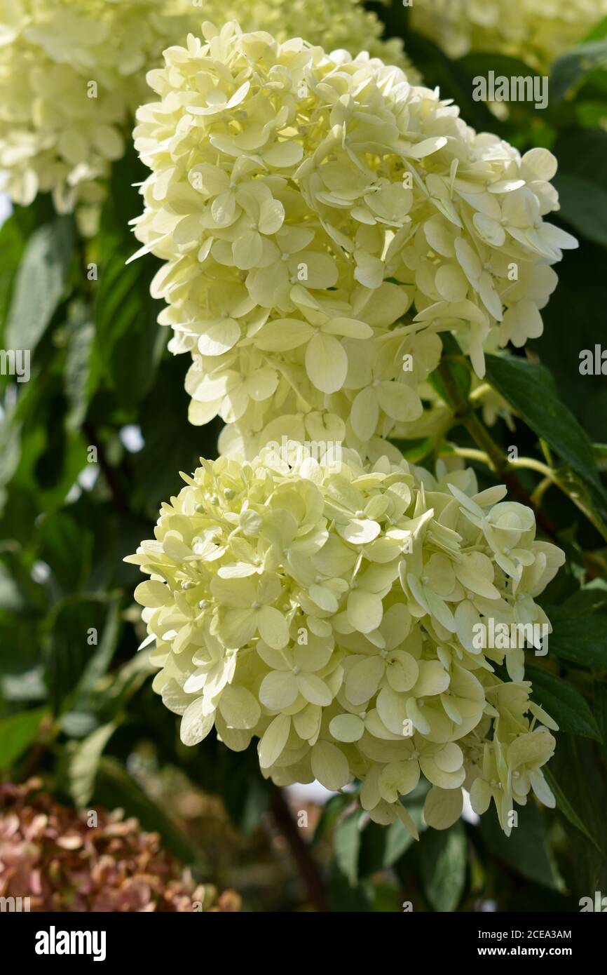 Blooming white hydrangea Stock Photo Alamy