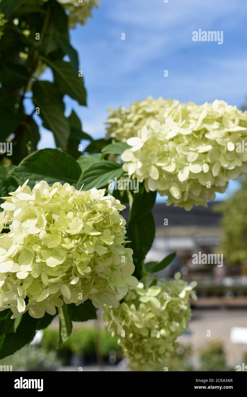 Blooming white hydrangea Stock Photo Alamy