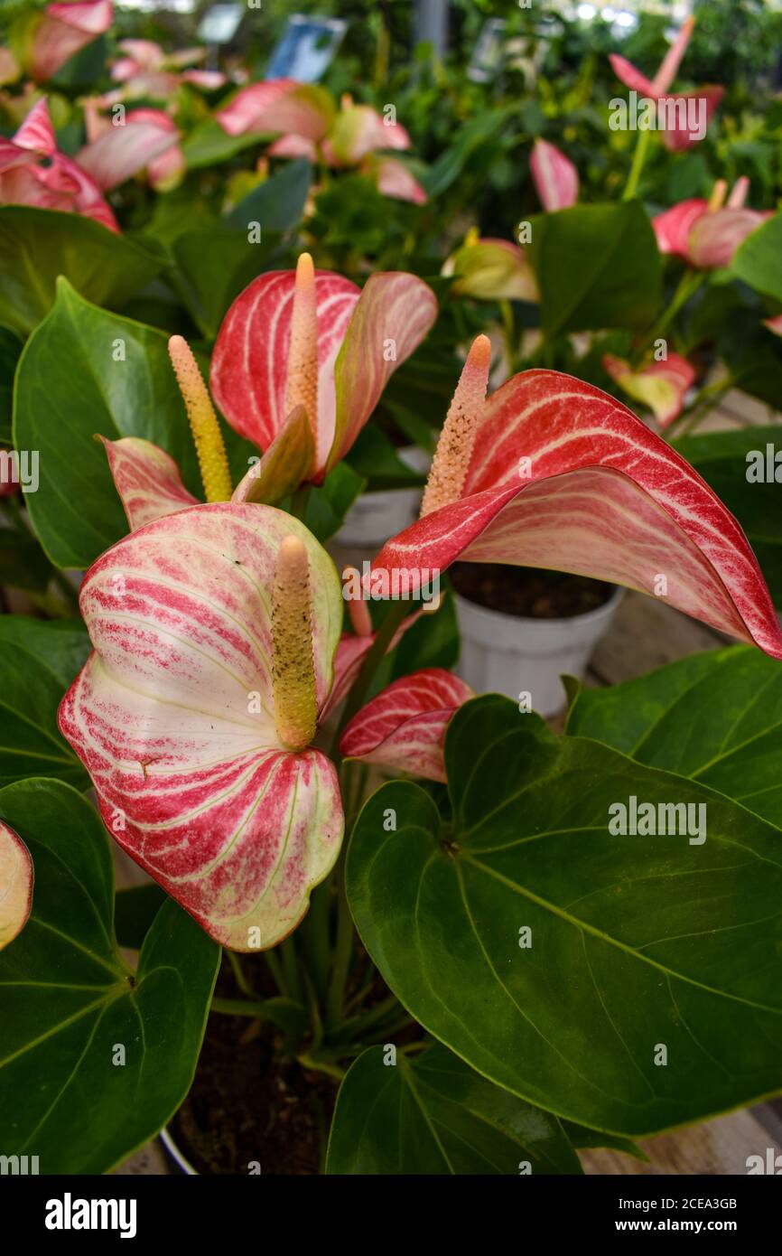 Red Flamingo Lily flower Stock Photo Alamy