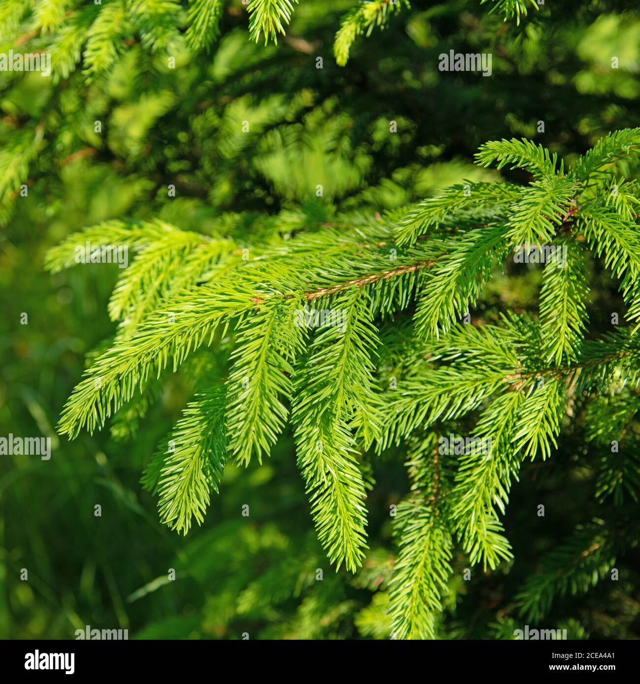 Spruce branches in a closeup Stock Photo Alamy