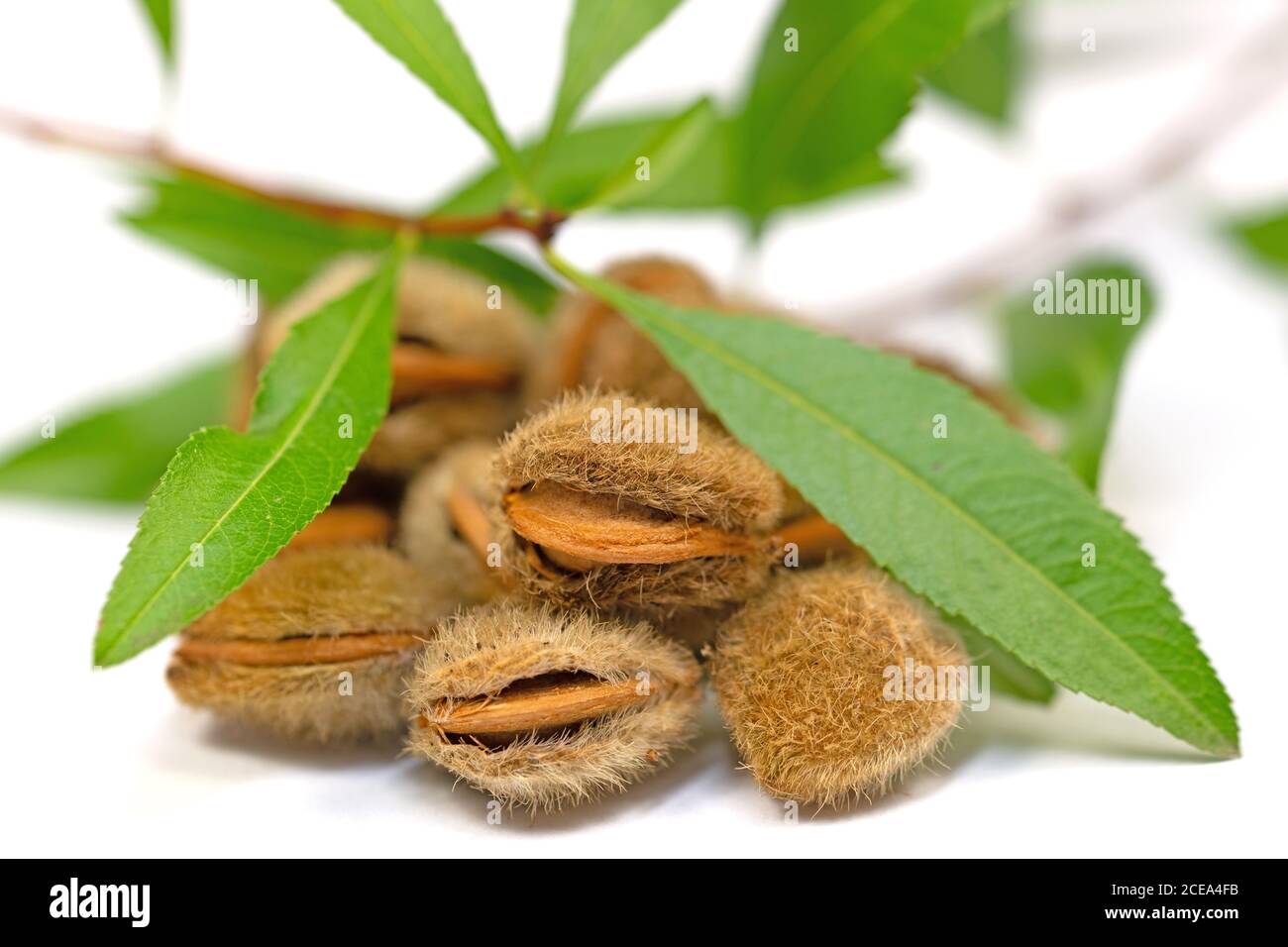 Fruits of the dwarf almond, Prunus tenella, close-up Stock Photo