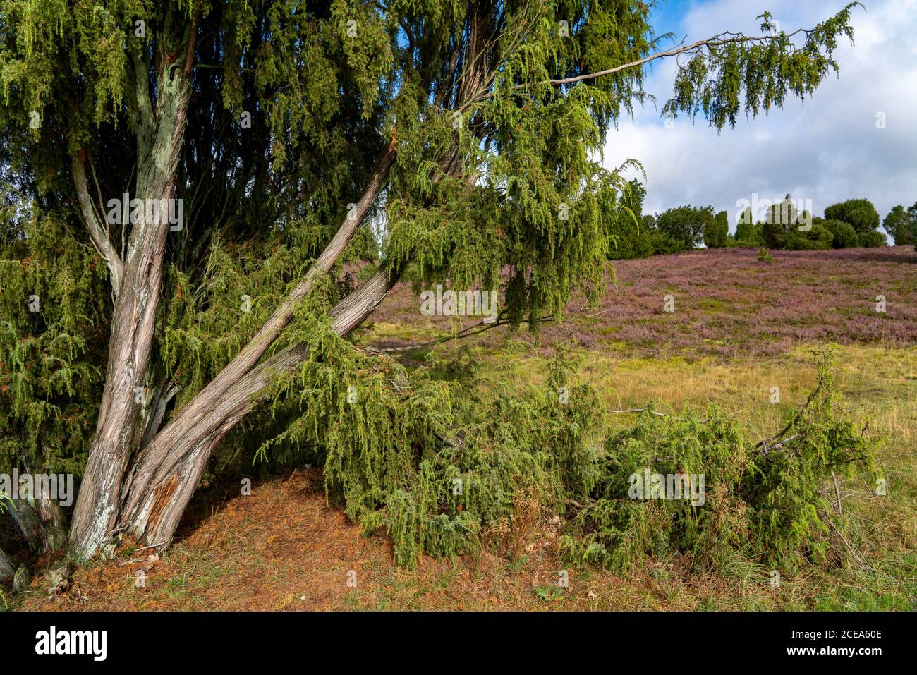 Blooming heath, broom heath and juniper bushes, near Wilseder Berg, in the nature reserve Lüneburg Heath, Lower Saxony, Germany, Stock Photo