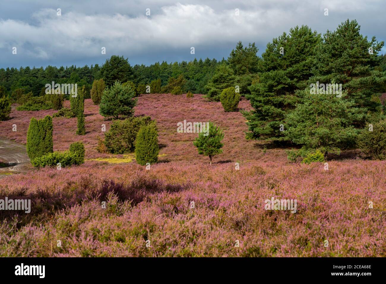 Blooming heath, broom heath and juniper bushes, near Wilseder Berg, in the nature reserve Lüneburg Heath, Lower Saxony, Germany, Stock Photo