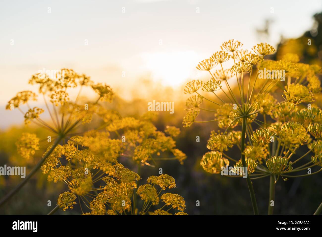 Wildflowers at sunset hi-res stock photography and images - Alamy