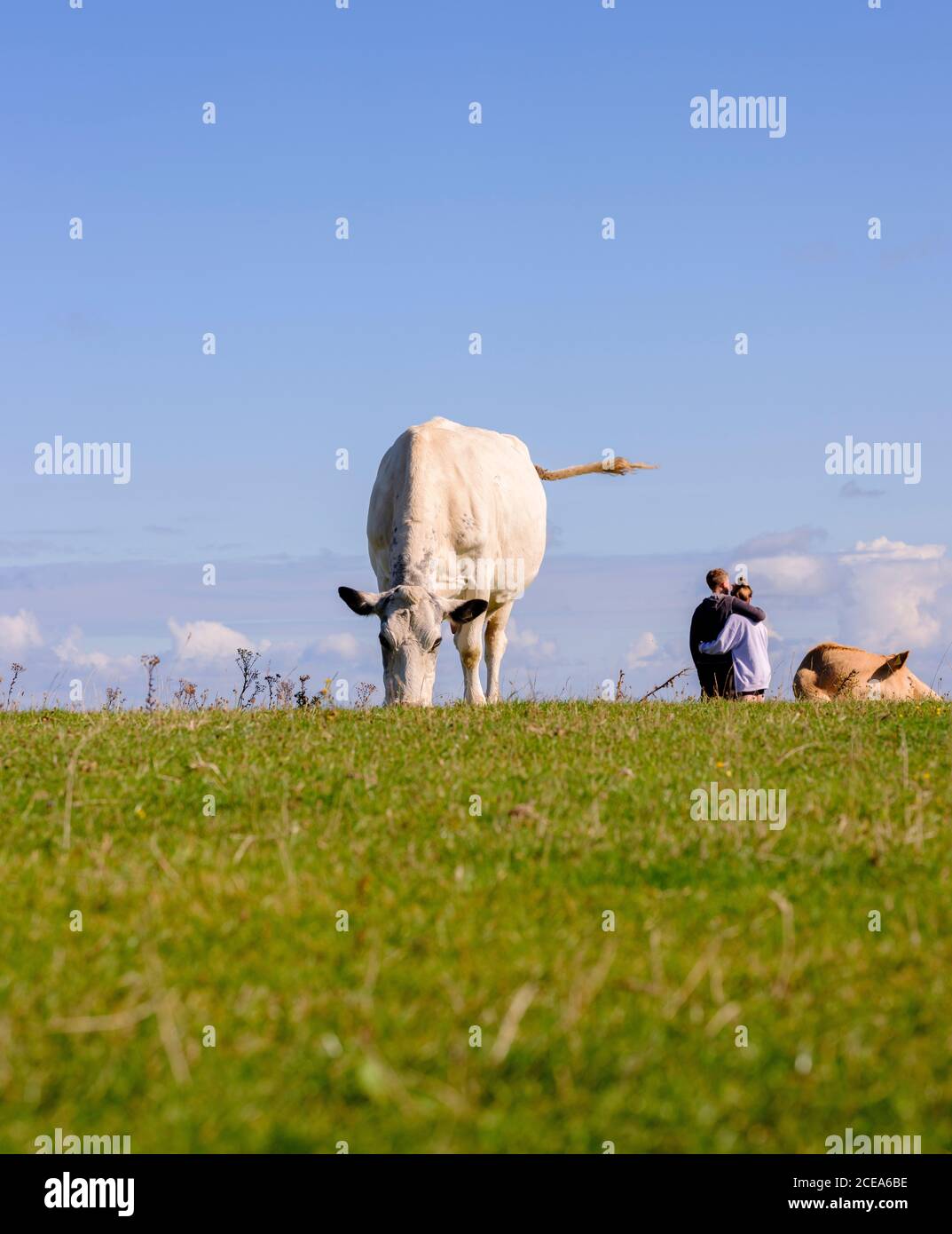 Cows grazing on Firle Beacon late summer, East Sussex, UK Stock Photo