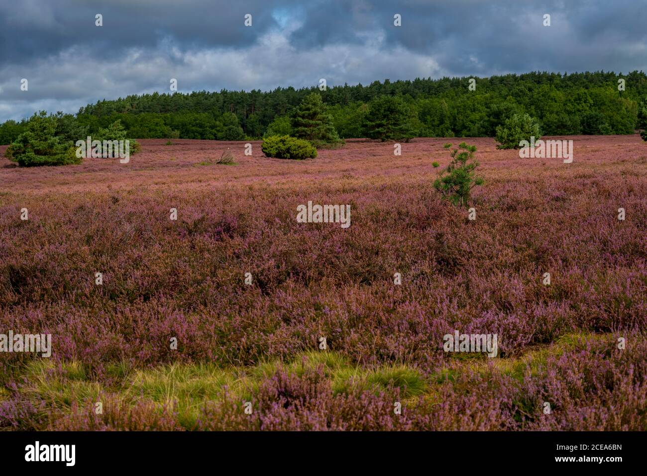 Blooming heath, broom heath and juniper bushes, near Wilseder Berg, in the nature reserve Lüneburg Heath, Lower Saxony, Germany, Stock Photo