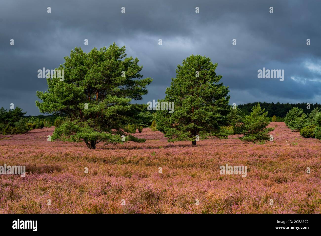 Blooming heath, broom heath and juniper bushes, near Wilseder Berg, in the nature reserve Lüneburg Heath, Lower Saxony, Germany, Stock Photo