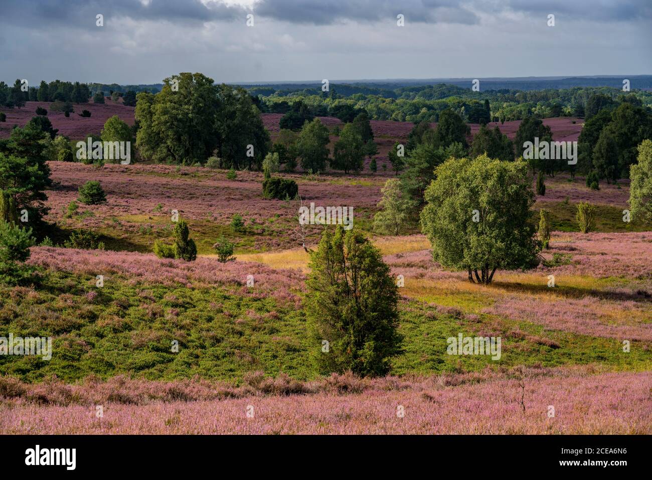 Blooming heath, broom heath and juniper bushes, near Wilseder Berg, in the nature reserve Lüneburg Heath, Lower Saxony, Germany, Stock Photo