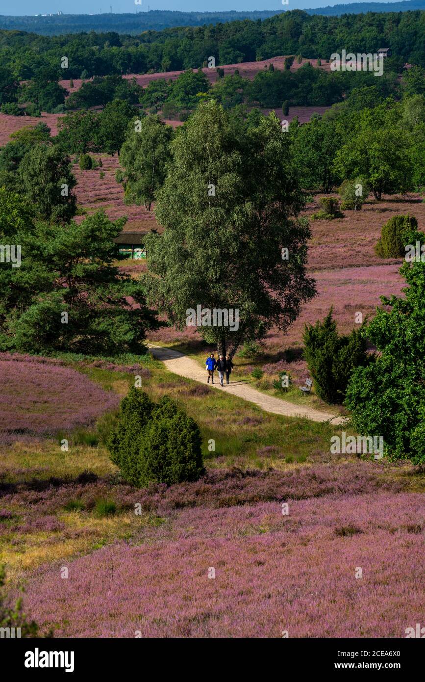 Blooming heath, broom heath and juniper bushes, near Wilseder Berg, in the nature reserve Lüneburg Heath, Lower Saxony, Germany, Stock Photo