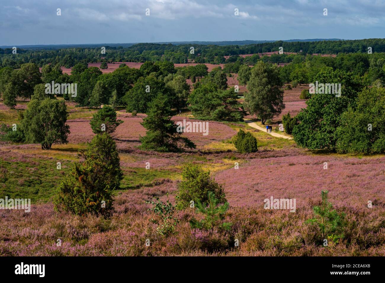 Blooming heath, broom heath and juniper bushes, near Wilseder Berg, in the nature reserve Lüneburg Heath, Lower Saxony, Germany, Stock Photo