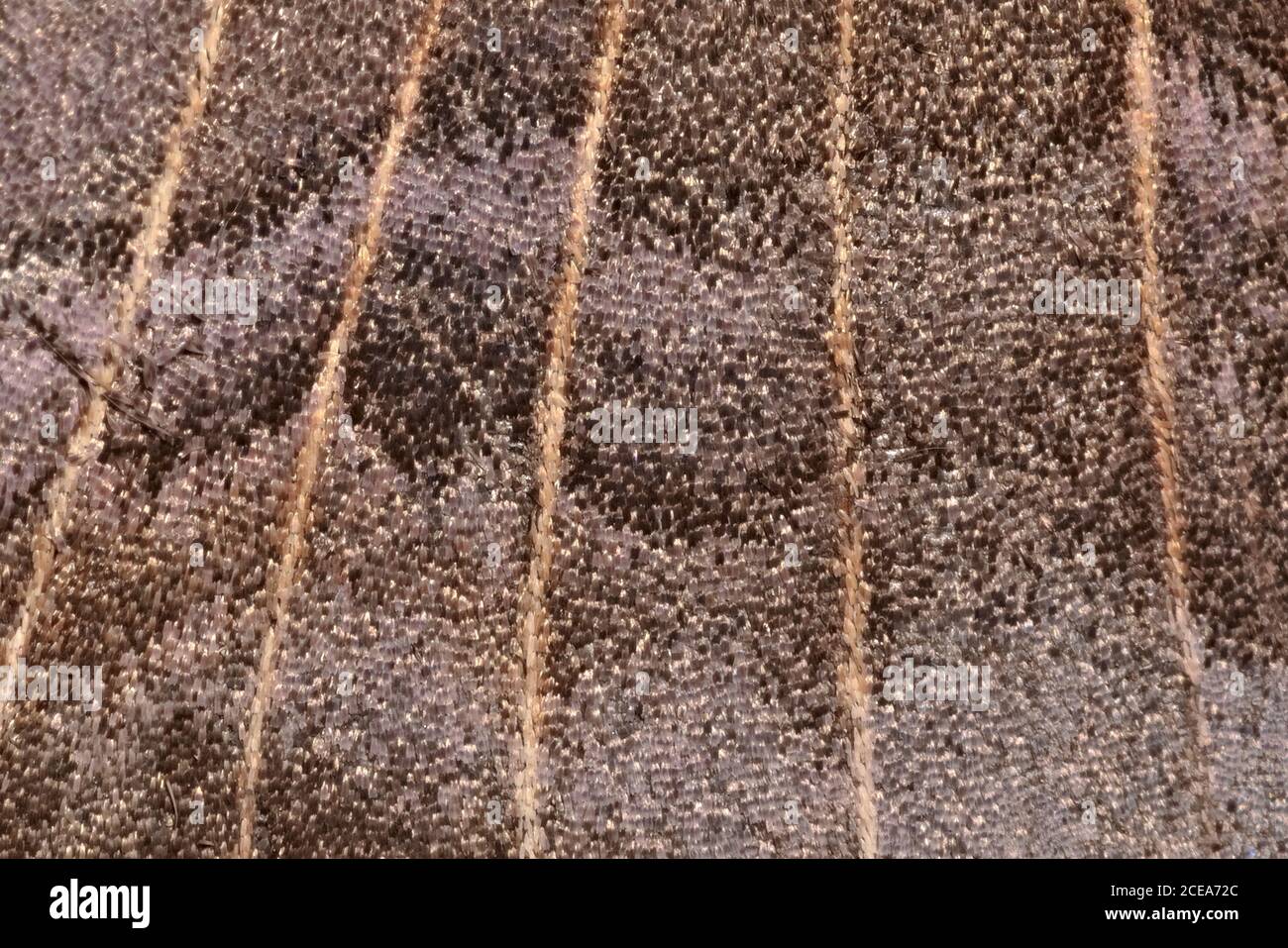 2 - Background poplar hawk moth wing abstract texture. Scintillating shiny wing scale textures and venation. Super macro close up image. Stock Photo