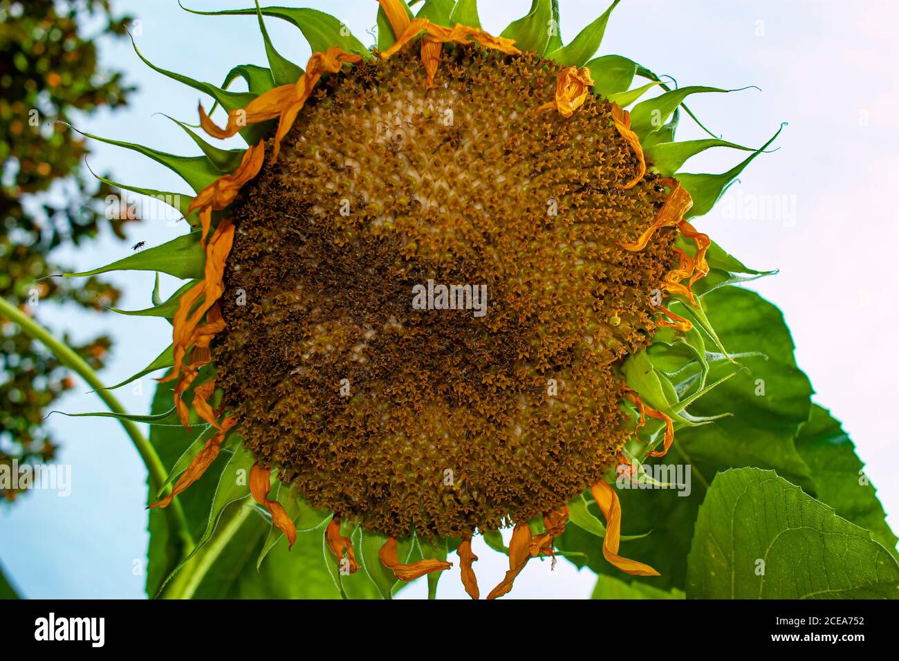 A close up image of a grown up sunflower which is facing down to the