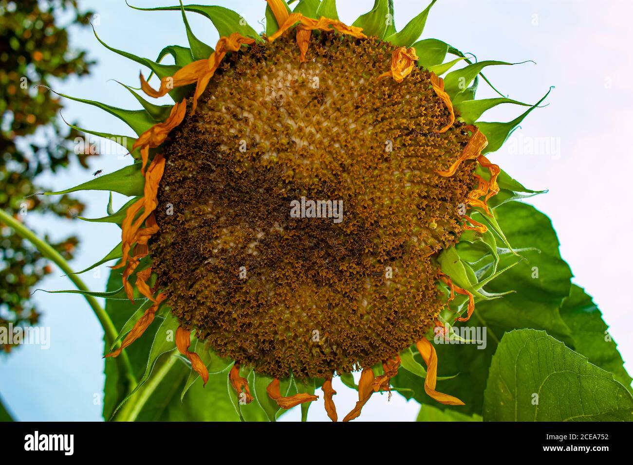 A close up image of a grown up sunflower which is facing down to the ...