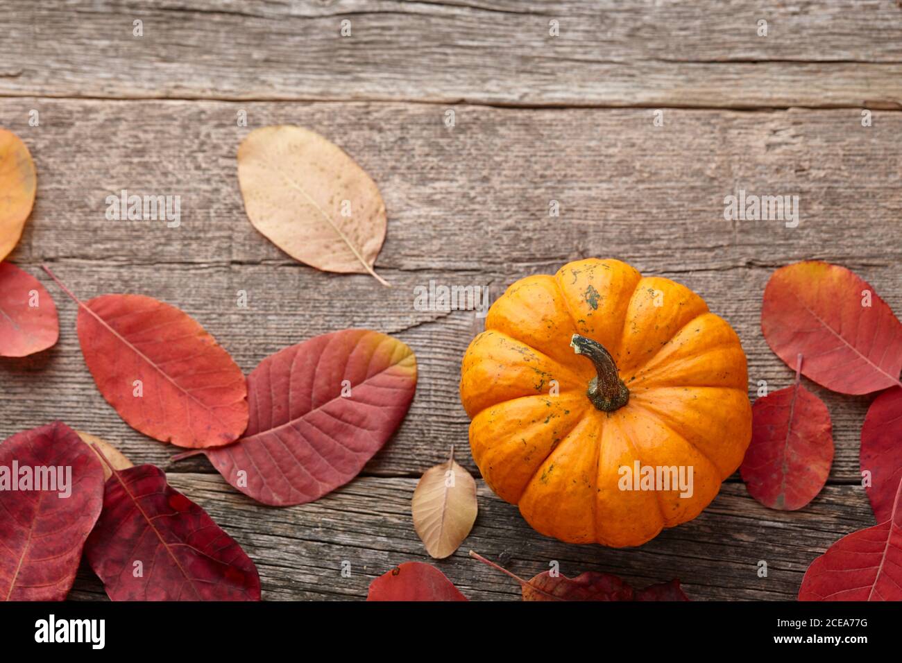 Beautiful mini pumpkin and autumn leaves on wooden planks background, copy space Stock Photo