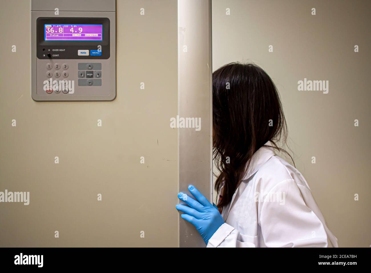 A woman scientist wearing white laboratory coat and blue nitrile gloves is opening the door of fully electronic 37 degree incubator to check the growt Stock Photo