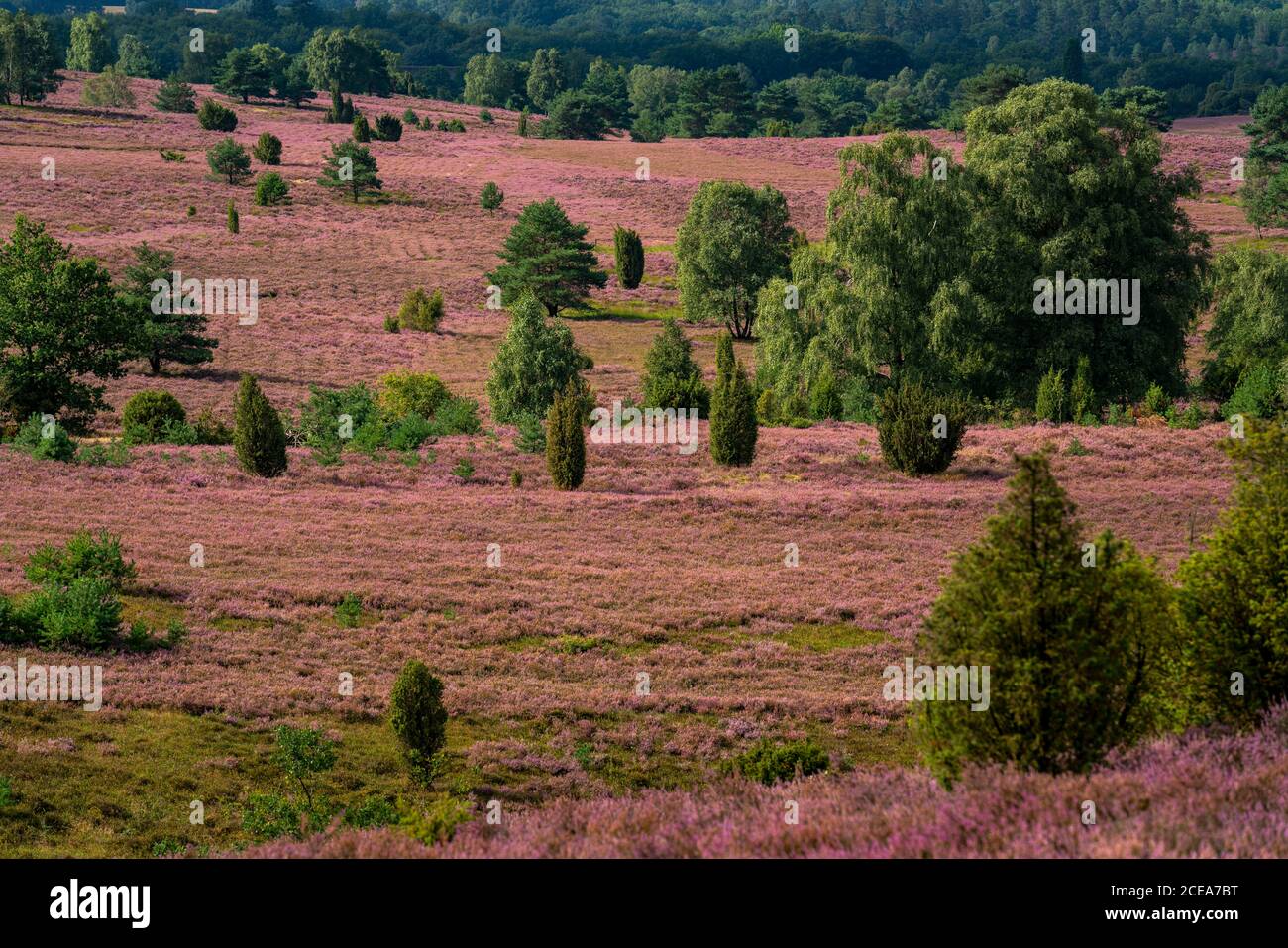 Blooming heath, broom heath and juniper bushes, near Wilseder Berg, in the nature reserve Lüneburg Heath, Lower Saxony, Germany, Stock Photo