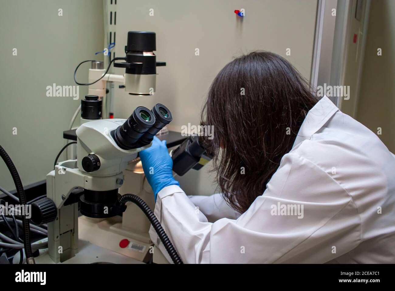 A woman researcher wearing white laboratory coat and nitrile gloves is looking at a biological specimen under inverted light microscope at a medical l Stock Photo