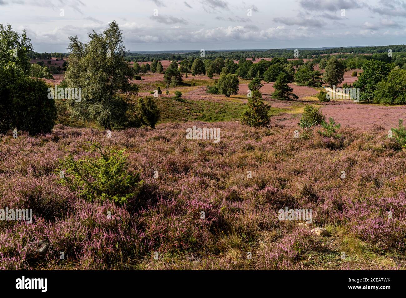 Blooming heath, broom heath and juniper bushes, near Wilseder Berg, in the nature reserve Lüneburg Heath, Lower Saxony, Germany, Stock Photo