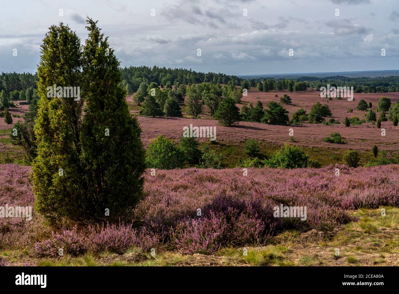 Blooming heath, broom heath and juniper bushes, near Wilseder Berg, in the nature reserve Lüneburg Heath, Lower Saxony, Germany, Stock Photo