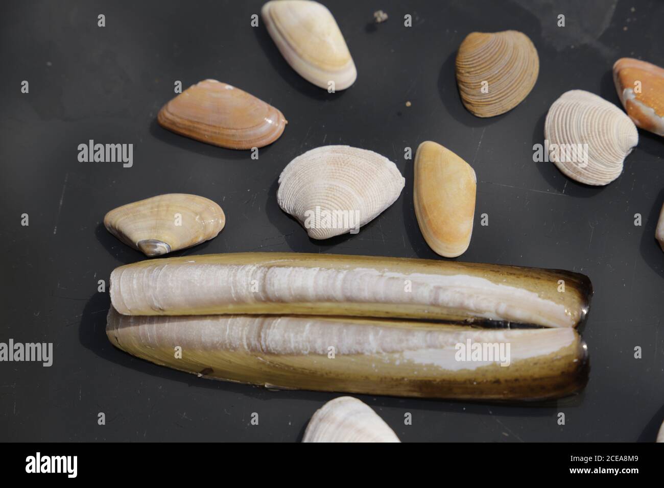 Sea shells on a black background Stock Photo