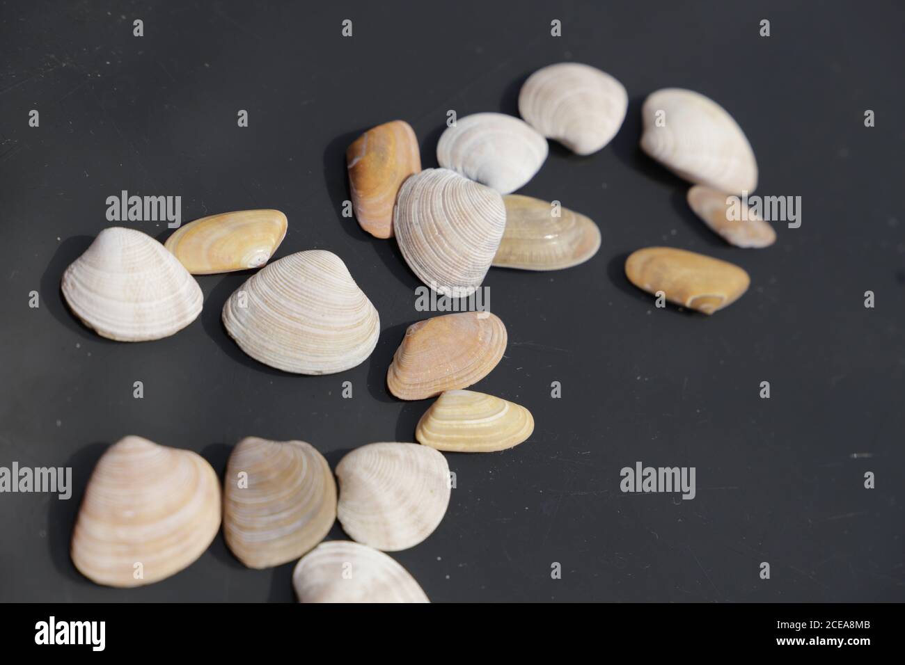 Sea shells on a black background Stock Photo