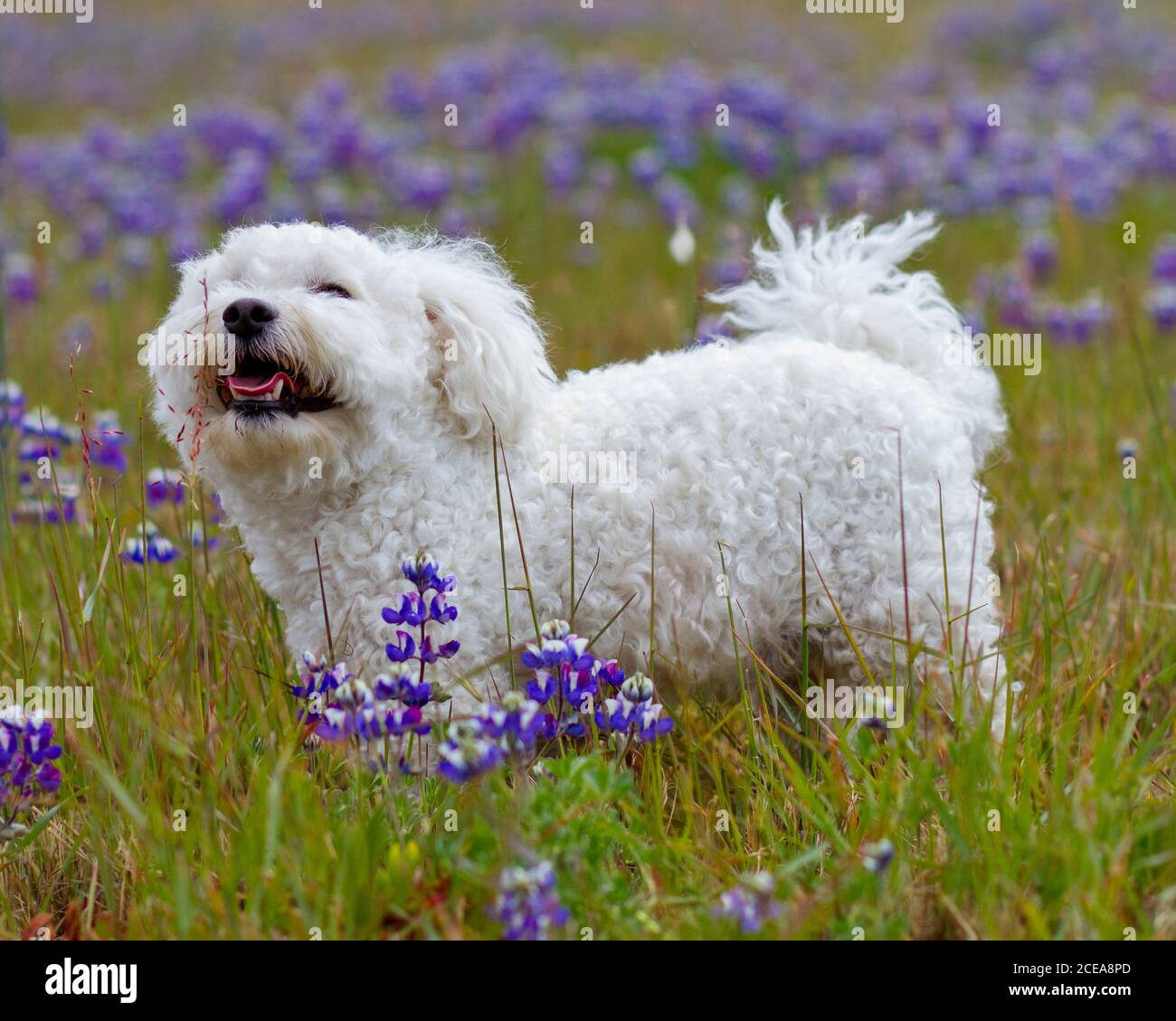 Happy Bichon frise standing in a wildflower field of Lupine, looking up, mouth open Stock Photo