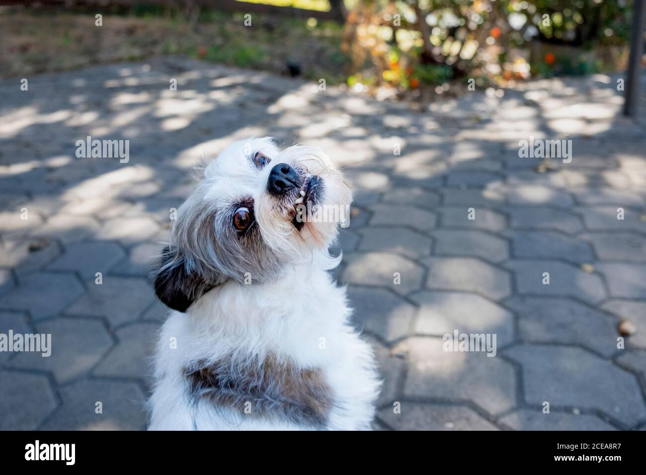 small terrier dog, white with black ears, brown eyes, looking back over her shoulder as if for a treat, smiling, crooked teeth, very sweet Stock Photo