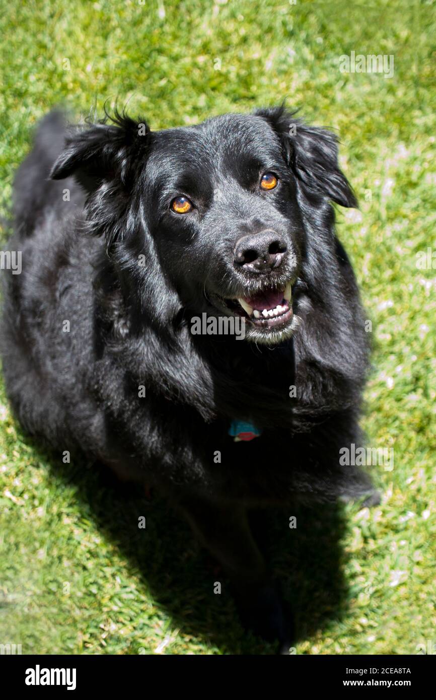 Beautiful fluffy large black dog, Newfoundland Australian shepherd mix,  looking up on lawn background Stock Photo - Alamy