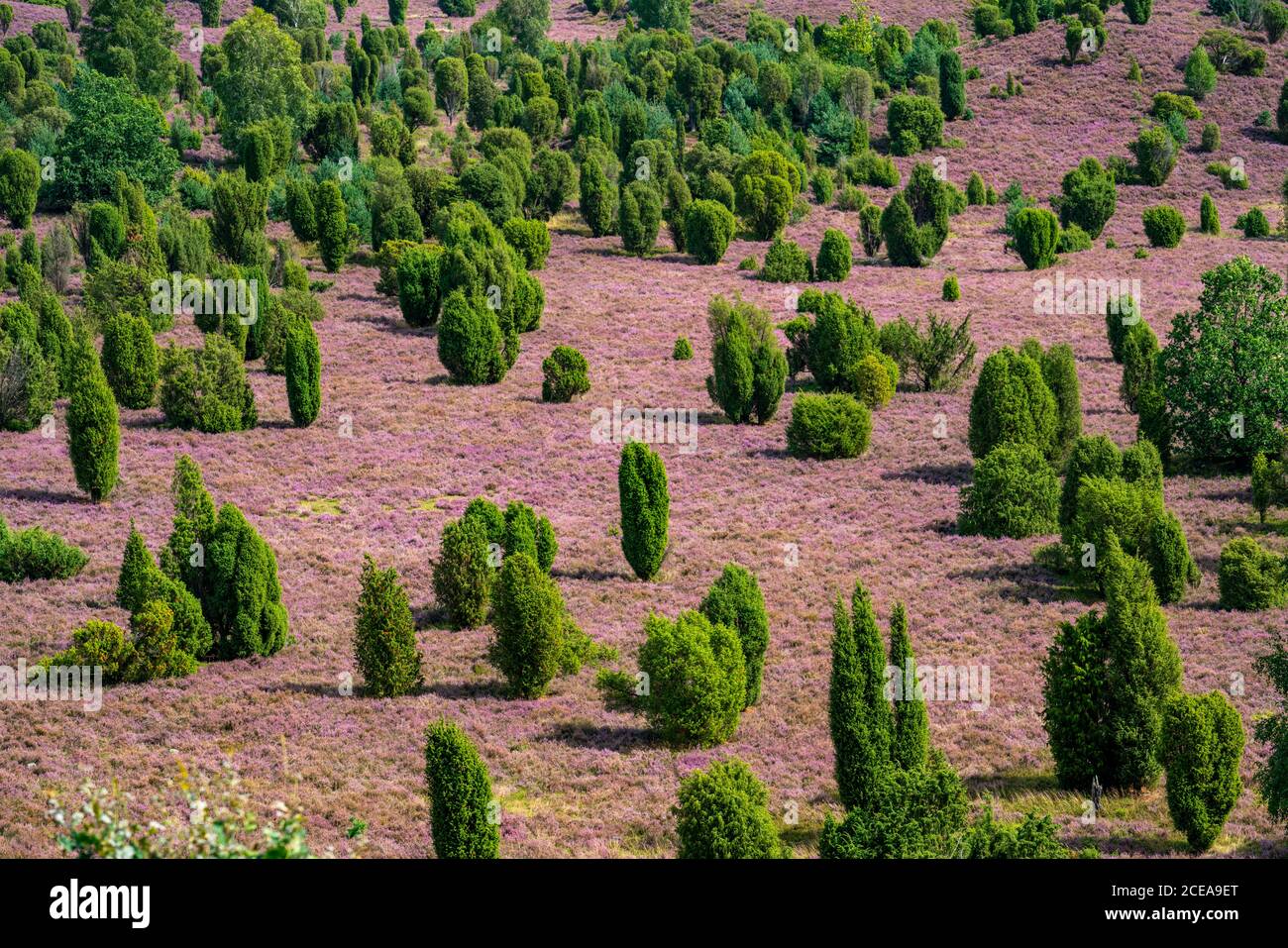 Blooming heath, broom heath and juniper bushes, at the Totengrund area, in the nature reserve Lüneburg Heath, Lower Saxony, Germany, Stock Photo