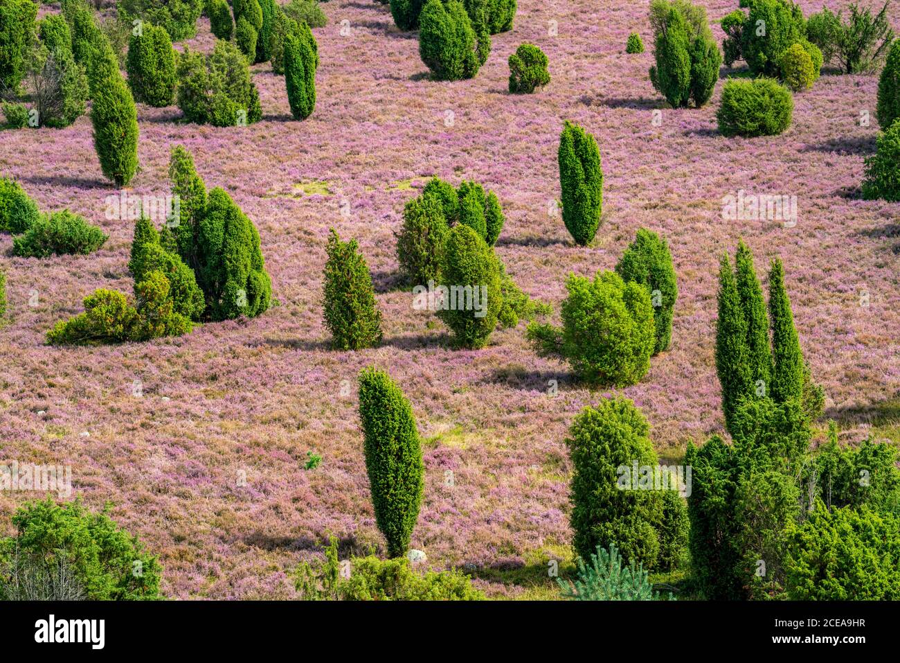 Blooming heath, broom heath and juniper bushes, at the Totengrund area, in the nature reserve Lüneburg Heath, Lower Saxony, Germany, Stock Photo