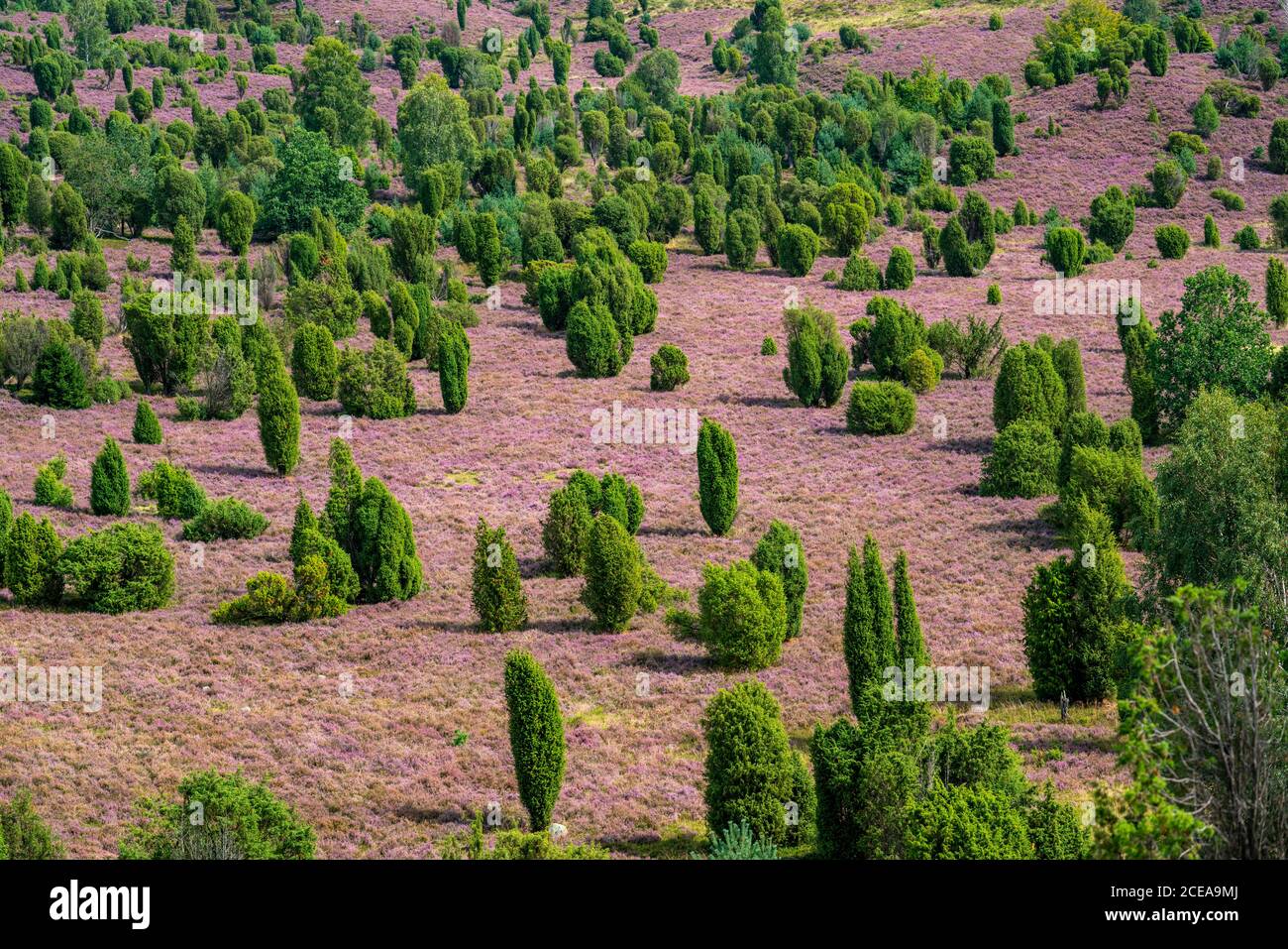 Blooming heath, broom heath and juniper bushes, at the Totengrund area, in the nature reserve Lüneburg Heath, Lower Saxony, Germany, Stock Photo