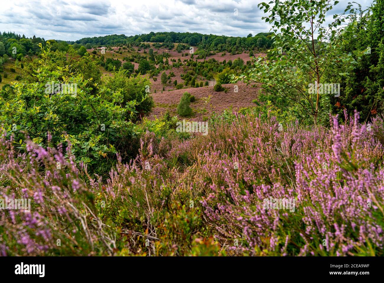 Blooming heath, broom heath and juniper bushes, at the Totengrund area, in the nature reserve Lüneburg Heath, Lower Saxony, Germany, Stock Photo