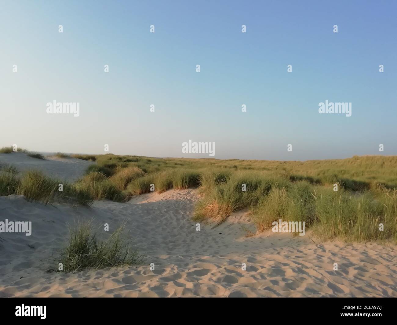 Dunes in the Netherlands Stock Photo - Alamy