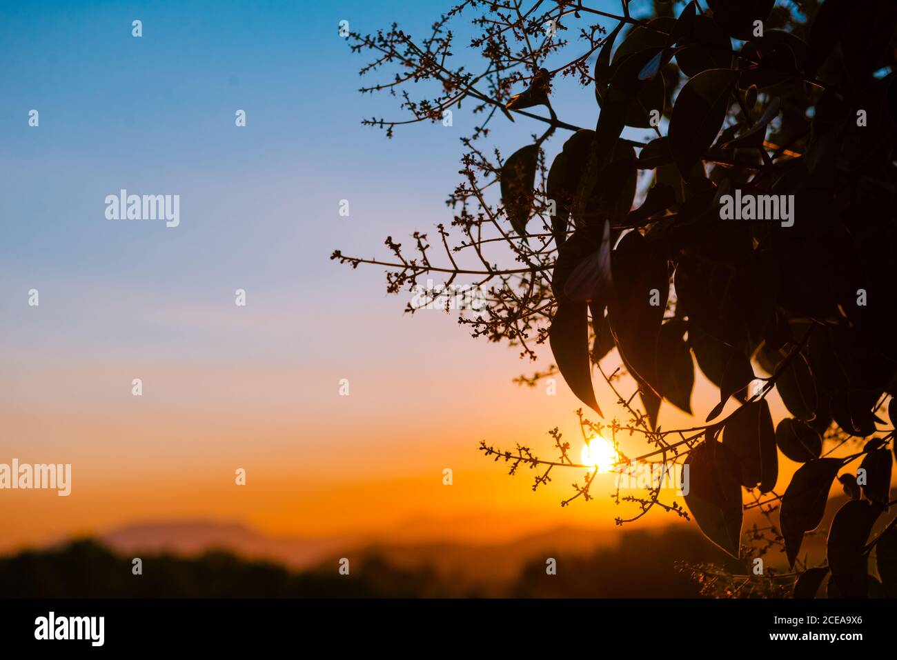 Closeup shot of silhouettes of tree leaves on background of amazing evening sky with bright setting sun Stock Photo