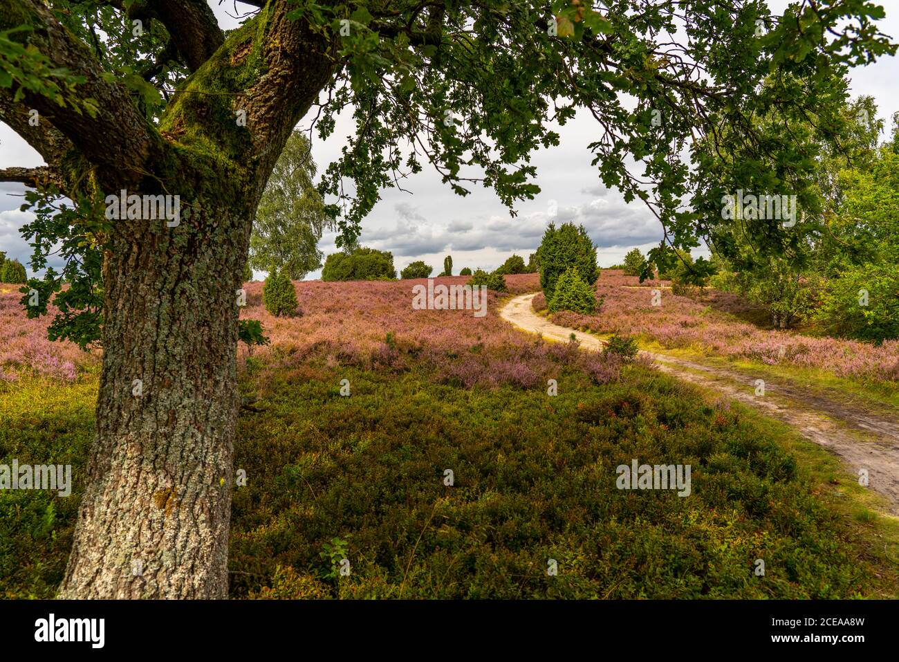 Blooming heath, broom heath and juniper bushes, at the Totengrund area, in the nature reserve Lüneburg Heath, Lower Saxony, Germany, Stock Photo