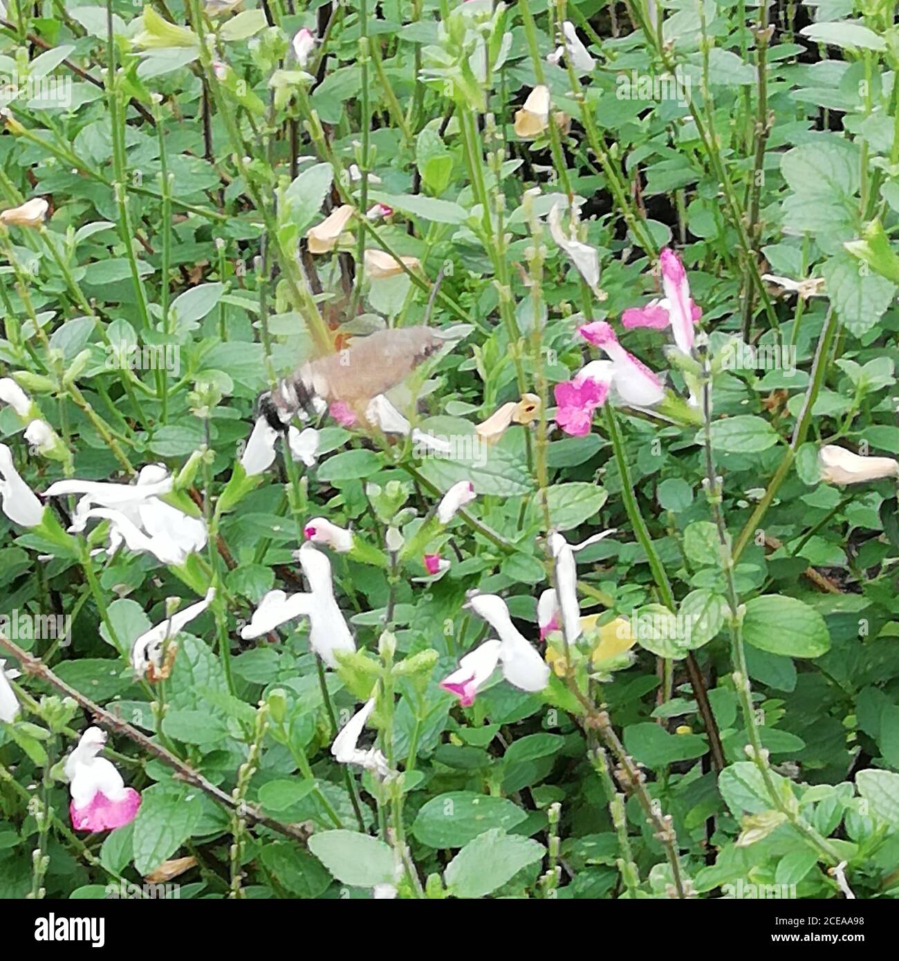 Kolibri butterfly zipping nectar Stock Photo