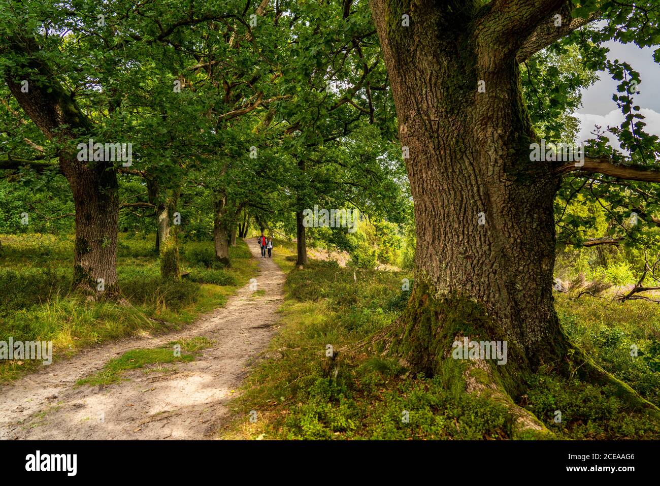 Blooming heath, broom heath and juniper bushes, near the Totengrund area, in the nature reserve Lüneburg Heath, Lower Saxony, Germany, Stock Photo