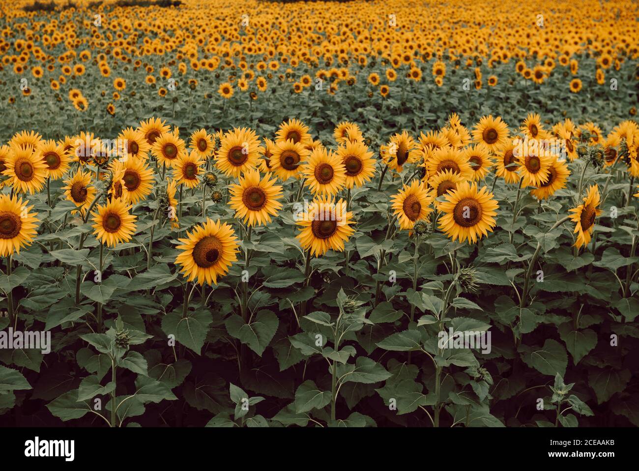 Golden field of sunflowers hi-res stock photography and images - Alamy