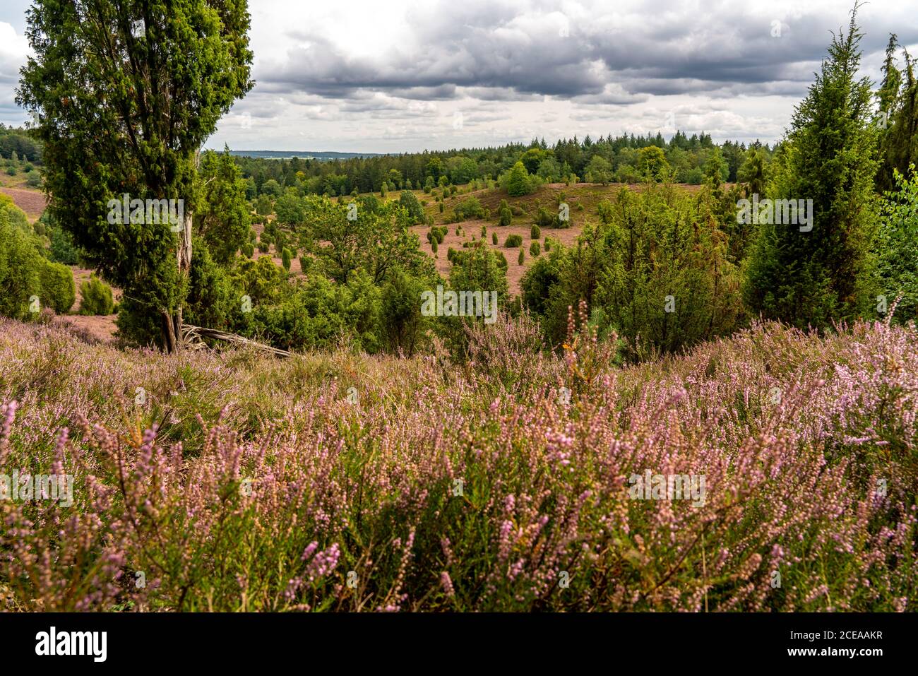 Blooming heath, broom heath and juniper bushes, near the Totengrund area, in the nature reserve Lüneburg Heath, Lower Saxony, Germany, Stock Photo