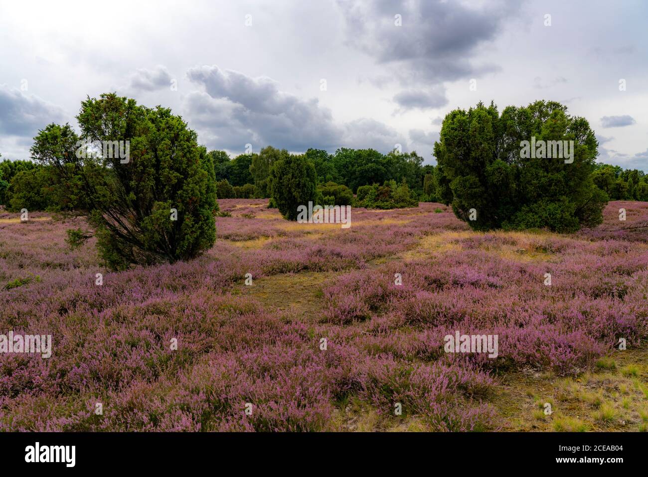 Blooming heath, broom heath and juniper bushes, near the Totengrund area, in the nature reserve Lüneburg Heath, Lower Saxony, Germany, Stock Photo