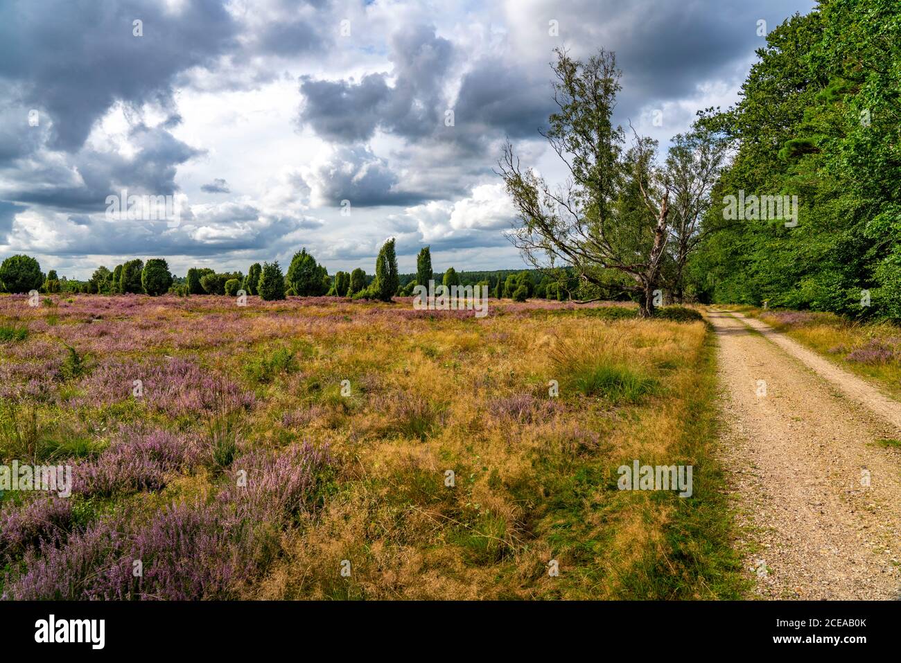 Blooming heath, broom heath and juniper bushes, near the Totengrund area, in the nature reserve Lüneburg Heath, Lower Saxony, Germany, Stock Photo