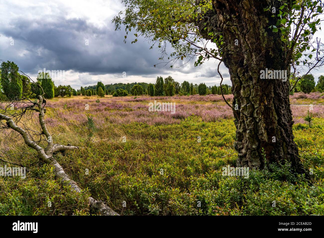 Blooming heath, broom heath and juniper bushes, at the Wilseder Mountain area, in the nature reserve Lüneburg Heath, Lower Saxony, Germany, Stock Photo