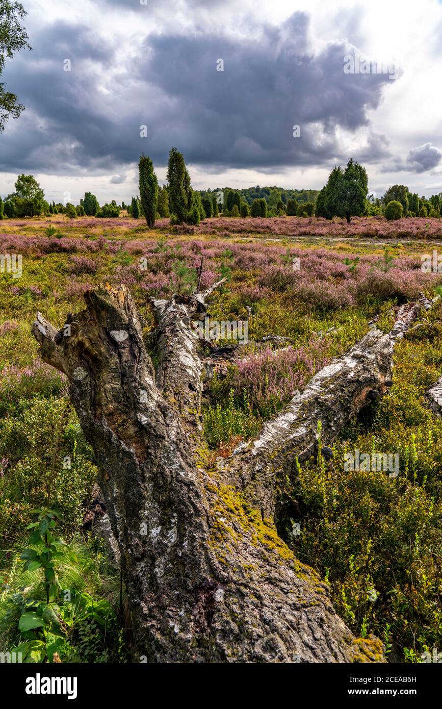 Blooming heath, broom heath and juniper bushes, at the Wilseder Mountain area, in the nature reserve Lüneburg Heath, Lower Saxony, Germany, Stock Photo